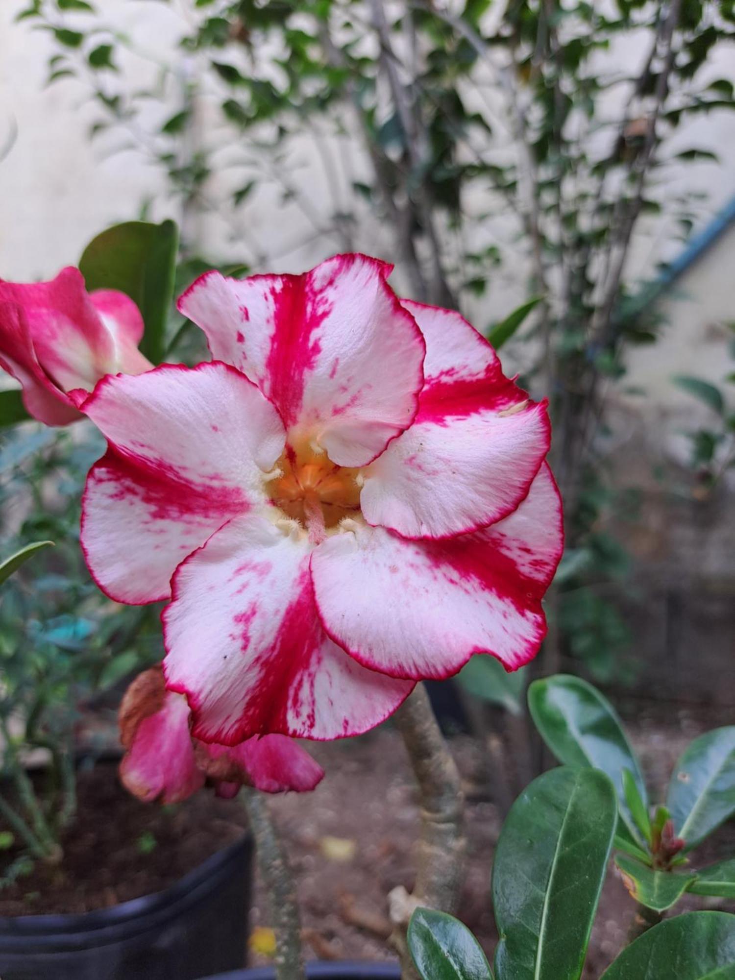 Beija-flor 2* Alto Paraíso de Goiás